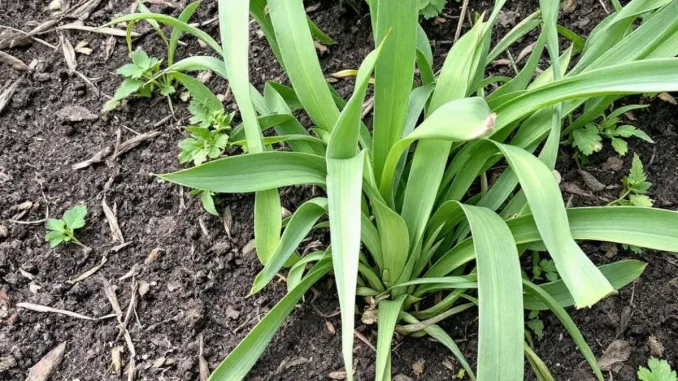 cultiver-lasperge-le