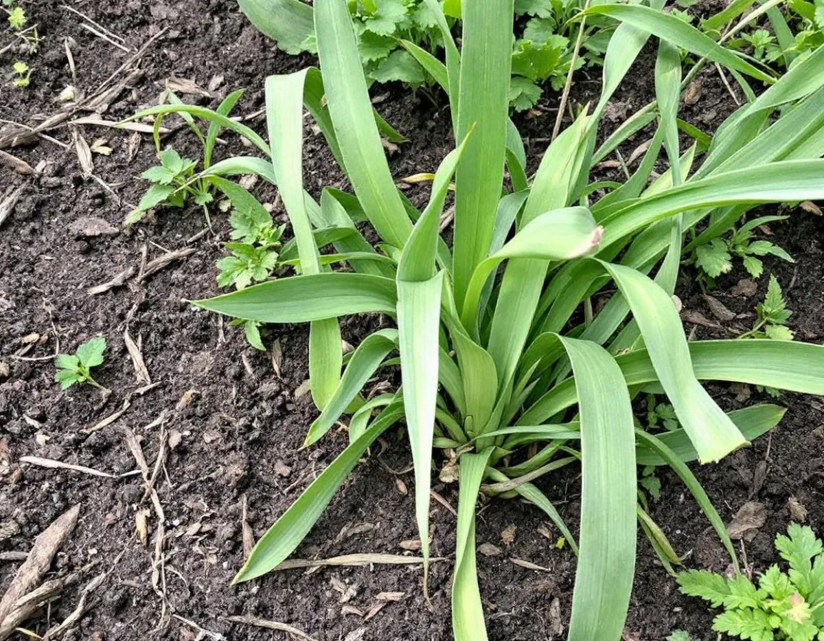 Cultiver l'asperge : le légume idéal pour les jardiniers débutants - Robuste, pérenne et sans arrosage